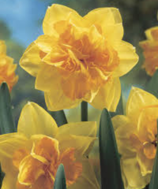 Narciso All In NUOVO
