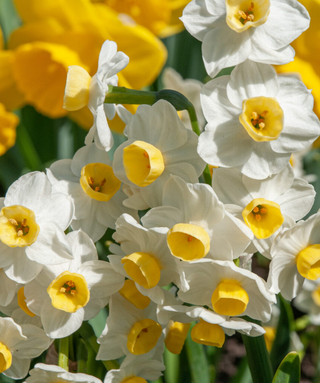 Narciso Paperwhite Avalanche