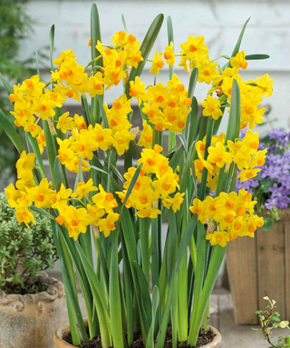 Narciso Paperwhite Grand Soleil d'Or