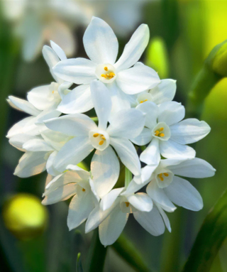 Narciso Paperwhite Ziva