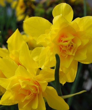 Narciso doppio campernelli