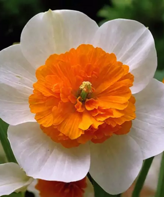 Narciso a coppa larga Czardas