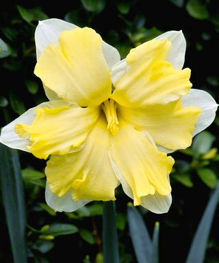 Narciso a corona divisa Cassata
