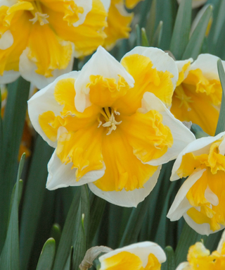 Narciso a corona divisa Orangery