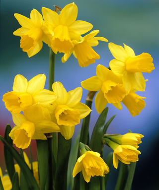 Narciso Tete Tete