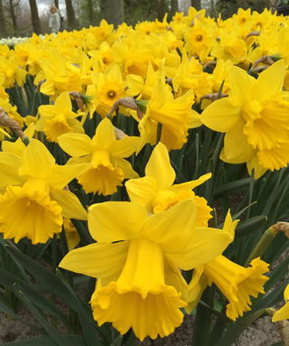 Narciso a tromba Dutch Master