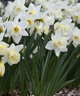 Narciso a tromba Mount Hood