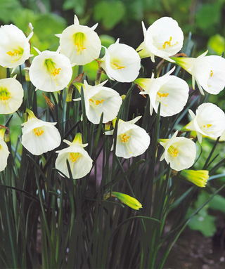 Narciso bulbocodium Arctic Bells