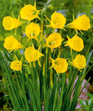 Narciso bulbocodium Golden Bells
