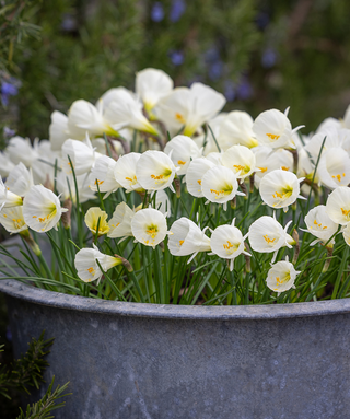 Narciso bulbocodium White Petticoat