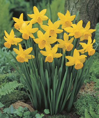 Narciso cyclamineus February Gold