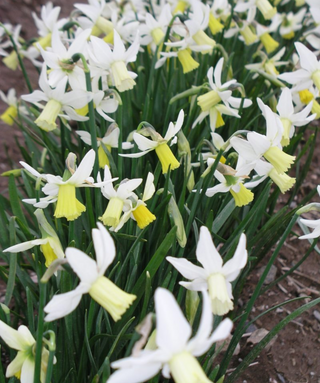 Narciso cyclamineus Jenny