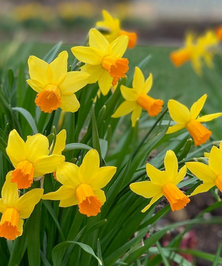 Narciso cyclamineus Jetfire
