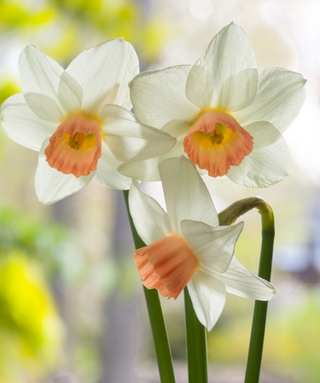 Narciso cyclamineus Kaydee