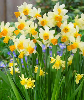 Narciso cyclamineus Spring Sunshine