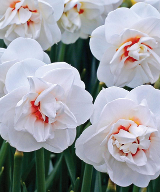Narciso doppio Acropolis