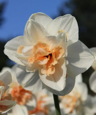 Narciso doppio Delnashaugh