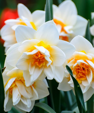 Narciso doppio Flower Drift