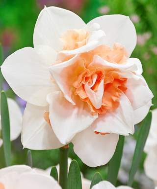 Narciso doppio Replete