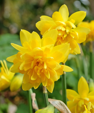 Narciso doppio Tete Boucle