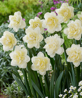 Narciso doppio White Lion