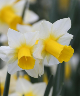 Narciso Jonquilla Golden Echo
