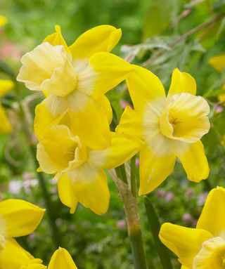 Narciso jonquilla Hillstar