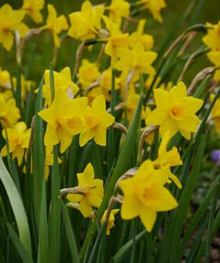 Narciso jonquilla Sweetnees