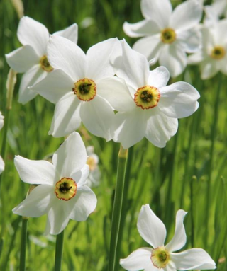 Narciso poeticus Recurvus