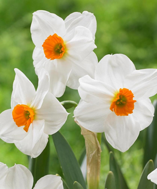 Narciso tazetta Cragford