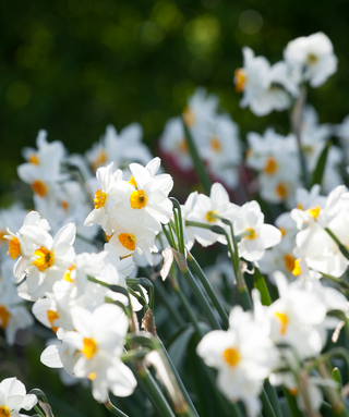 Narciso tazetta Geranium