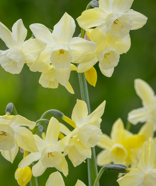 Narciso triandrus Moonlight Sensation