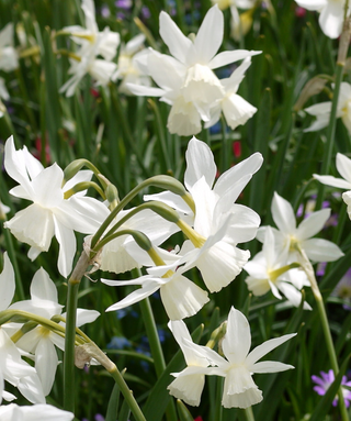 Narciso triandrus Thalia