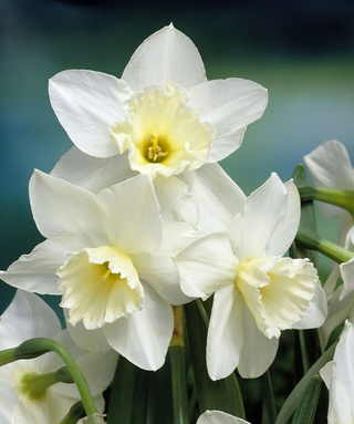 Narciso triandrus Tresamble