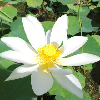 NELUMBO ALBA GRANDIFLORA