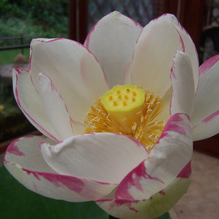 NELUMBO ALBA STRIATA