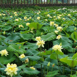 NELUMBO AUTUMN IN MOOLING