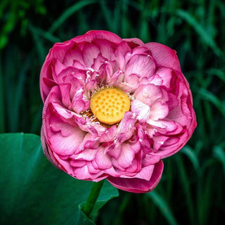 NELUMBO BEN GIBSON