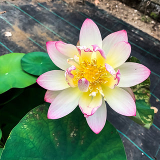 NELUMBO BUTTERFLY LOVE