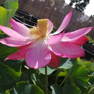 NELUMBO CAROLINA QUEEN