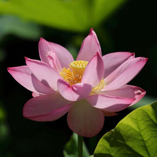 NELUMBO CHARLES THOMAS