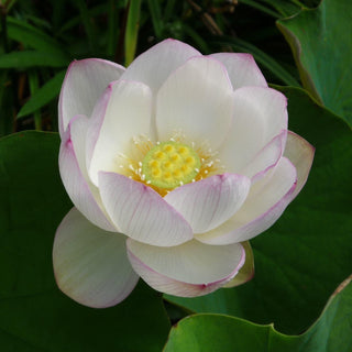 NELUMBO CHAWAN BASU