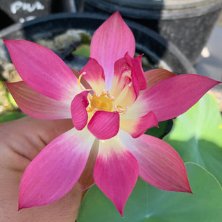 NELUMBO CHINESE RED YANAN