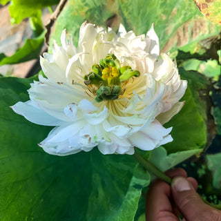 NELUMBO GOLD SPLASH HIBISCUS