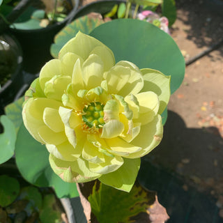 NELUMBO GREEN LOTUS
