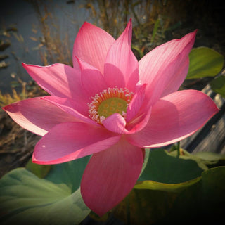 NELUMBO HONG LIN JIN