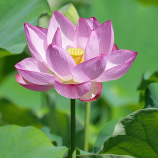 NELUMBO KERMESINA