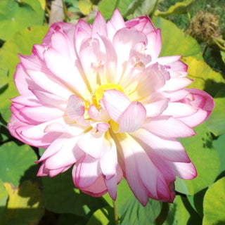 NELUMBO LU SHAN BAN LIAN