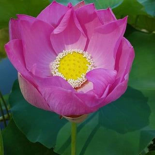 NELUMBO MAGGIE BELLE SLOCUM