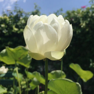 NELUMBO MARIO ZANFARDINO